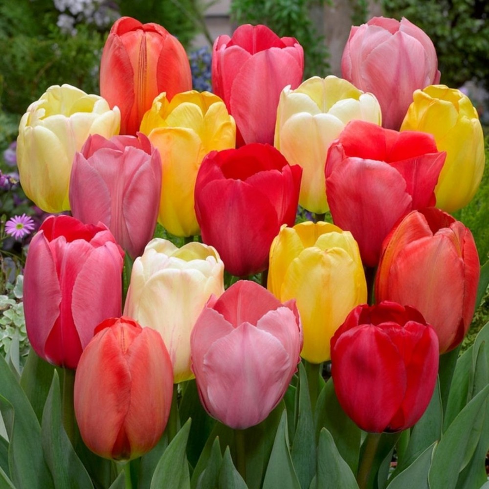 Tulipa Darwin Hybr. gemengd / Darvino hibridinių tulpių mišinys - 10 vnt.