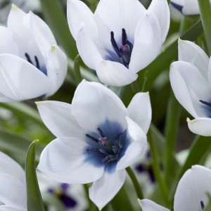 Tulipa humilis / Mažoji tulpė ALBA COERULEA OCULATA - 5 vnt.