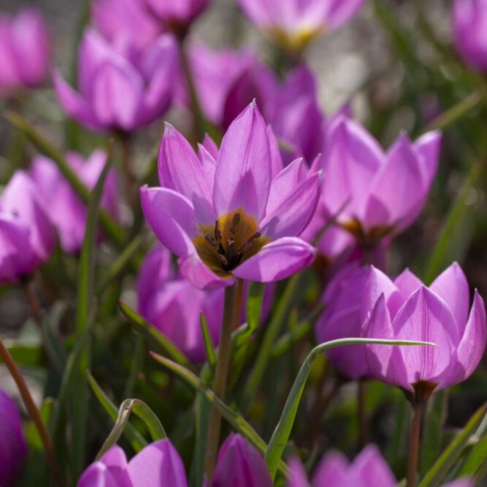 Tulipa humilis / Žemoji tulpė HELENE - 10 vnt.