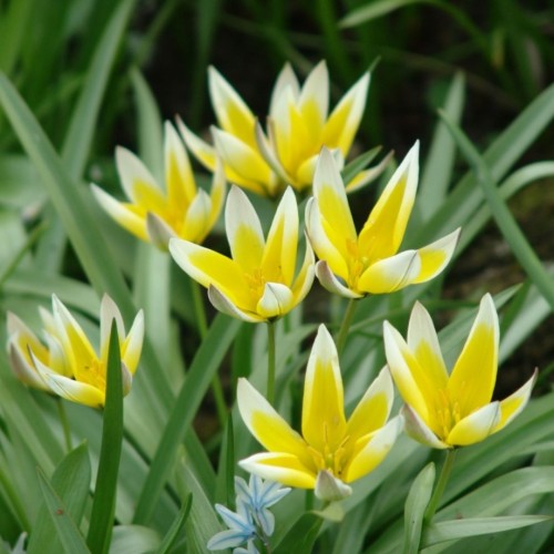 Tulipa tarda / Tulpė tarda - 50 vnt.