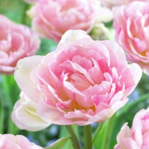 Tulipa / Tulpė ANGELIQUE - 5 vnt.