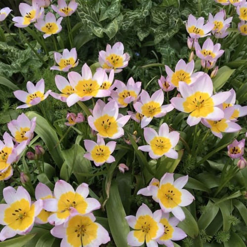 Tulipa / Tulpė BAKERI LILAC WONDER - 10 vnt.
