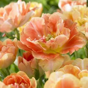 Tulipa / Tulpė CHARMING BEAUTY - 5 vnt.