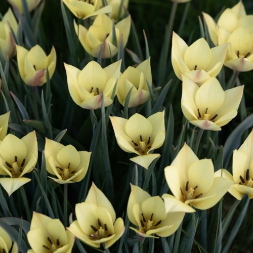 Tulipa / Tulpė HONKY TONK - 10 vnt.