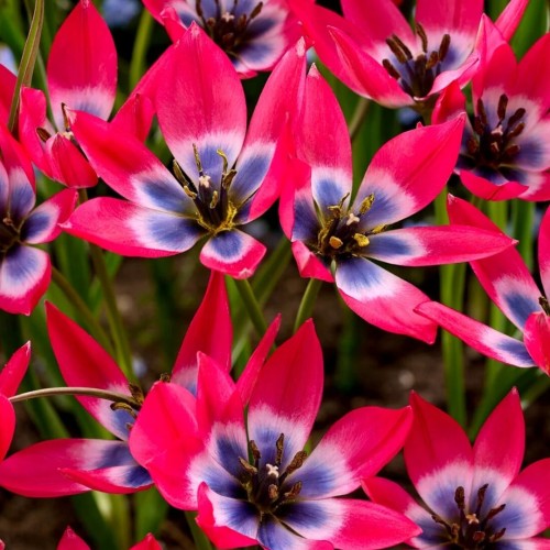 Tulipa / Tulpė LITTLE BEAUTY - 10 vnt.