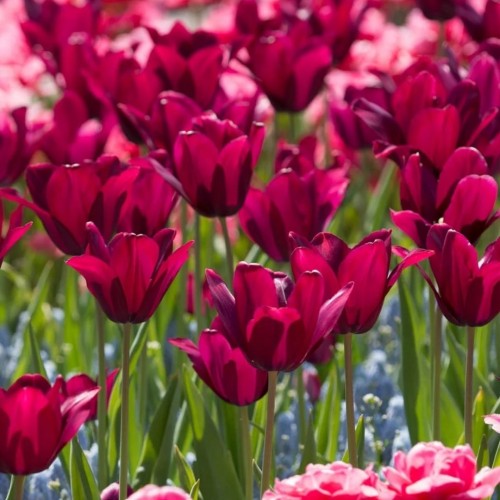 Tulipa / Tulpė MERLOT - 5 vnt.