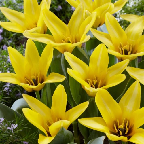 Tulipa / Tulpė PARTITURA - 5 vnt.