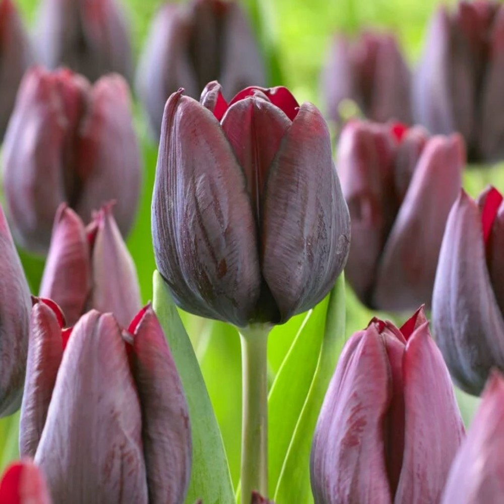 Tulipa / Tulpė RONALDO - 5 vnt.