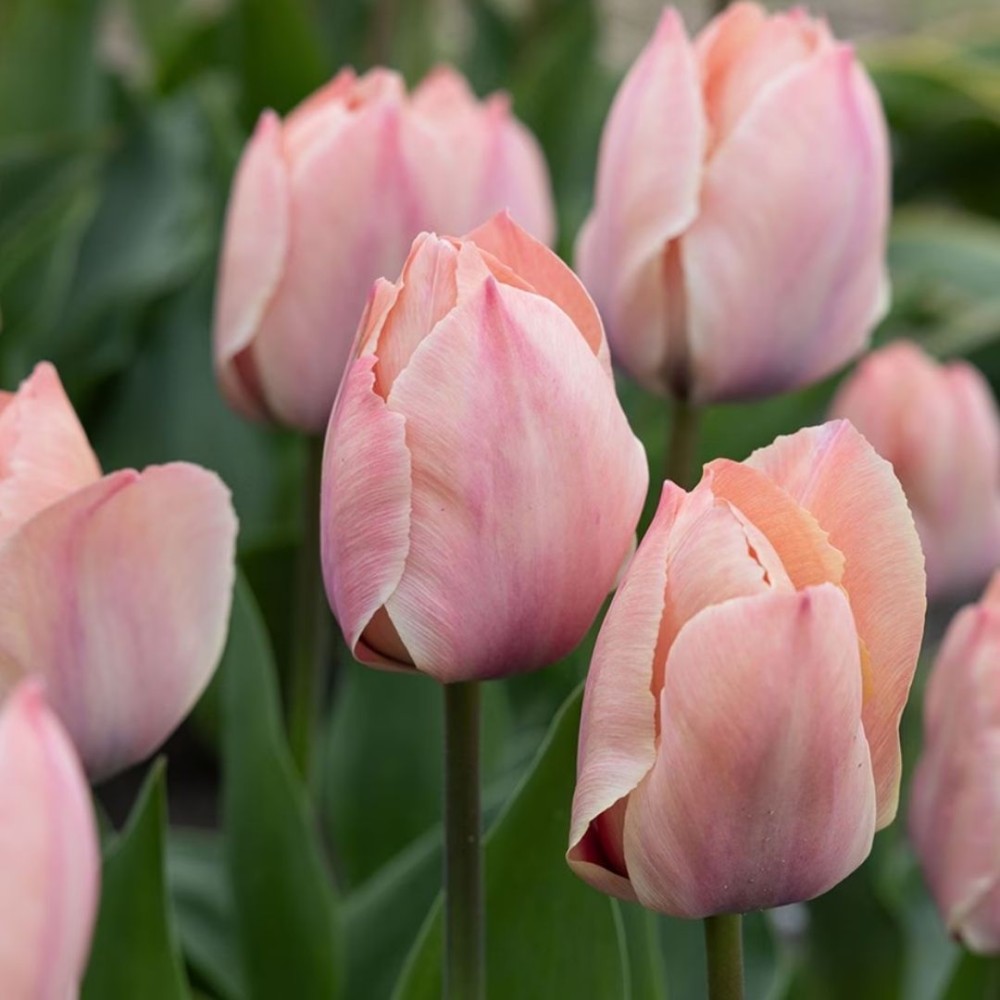 Tulipa / Tulpė SALMON VAN EIJK - 5 vnt.