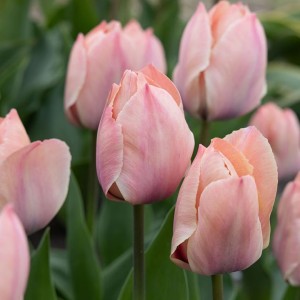 Tulipa / Tulpė SALMON VAN EIJK - 5 vnt.