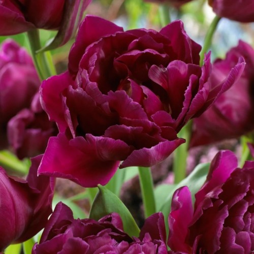 Tulipa / Tulpė SHOWCASE - 5 vnt.