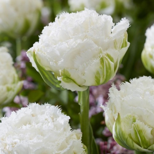 Tulipa / Tulpė SNOW CRYSTAL - 5 vnt.