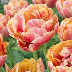 Tulipa / Tulpė VERONA SUNRISE - 5 vnt.