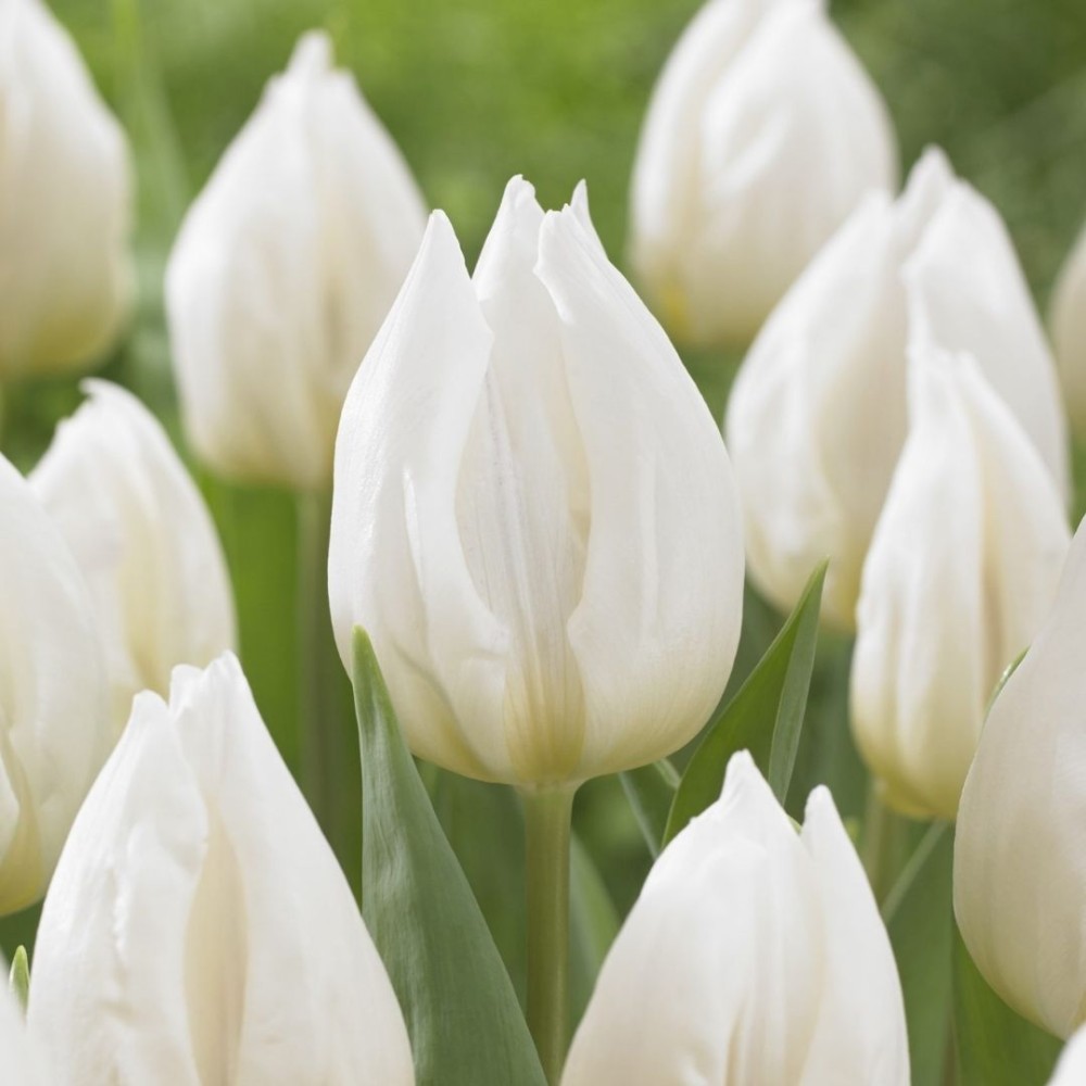 Tulipa / Tulpė WHITE PRINCE - 5 vnt.