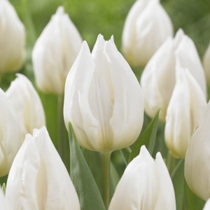 Tulipa / Tulpė WHITE PRINCE - 5 vnt.