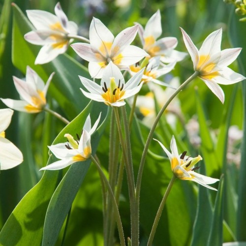 Tulipa / Turkestaninė tulpė TURKESTANICA - 50 vnt.