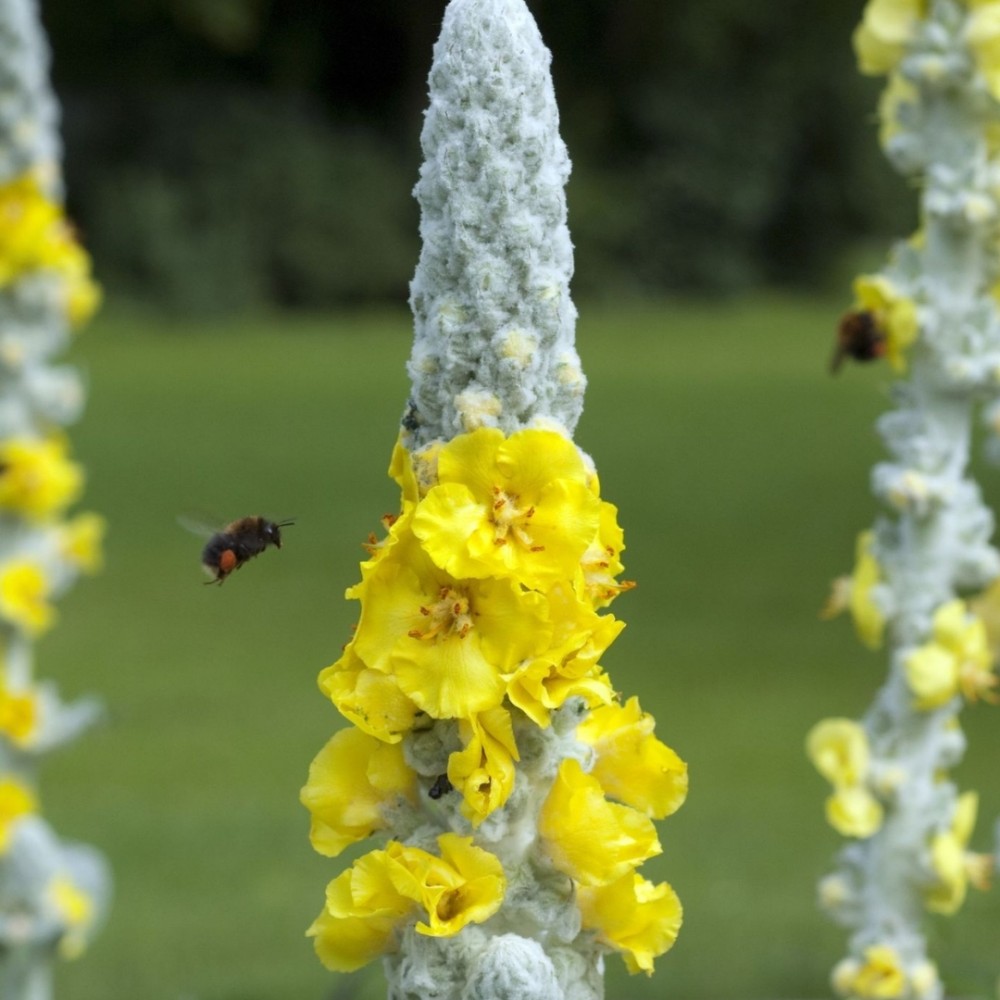Šilkinė tūbė / Verbascum bombyciferum