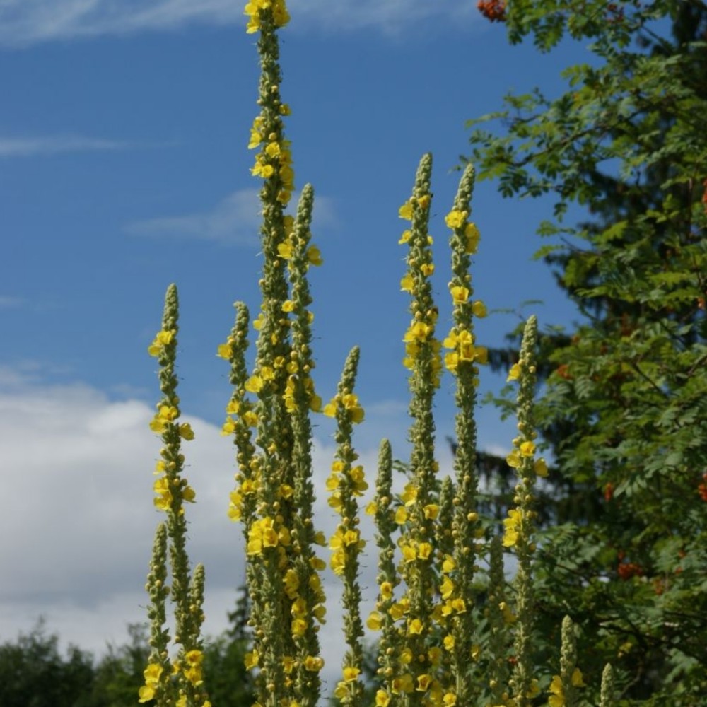 Šilkinė tūbė / Verbascum bombyciferum