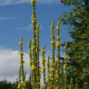 Šilkinė tūbė / Verbascum bombyciferum