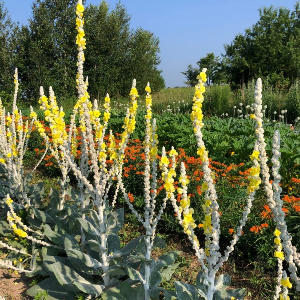 Šilkinė tūbė / Verbascum bombyciferum
