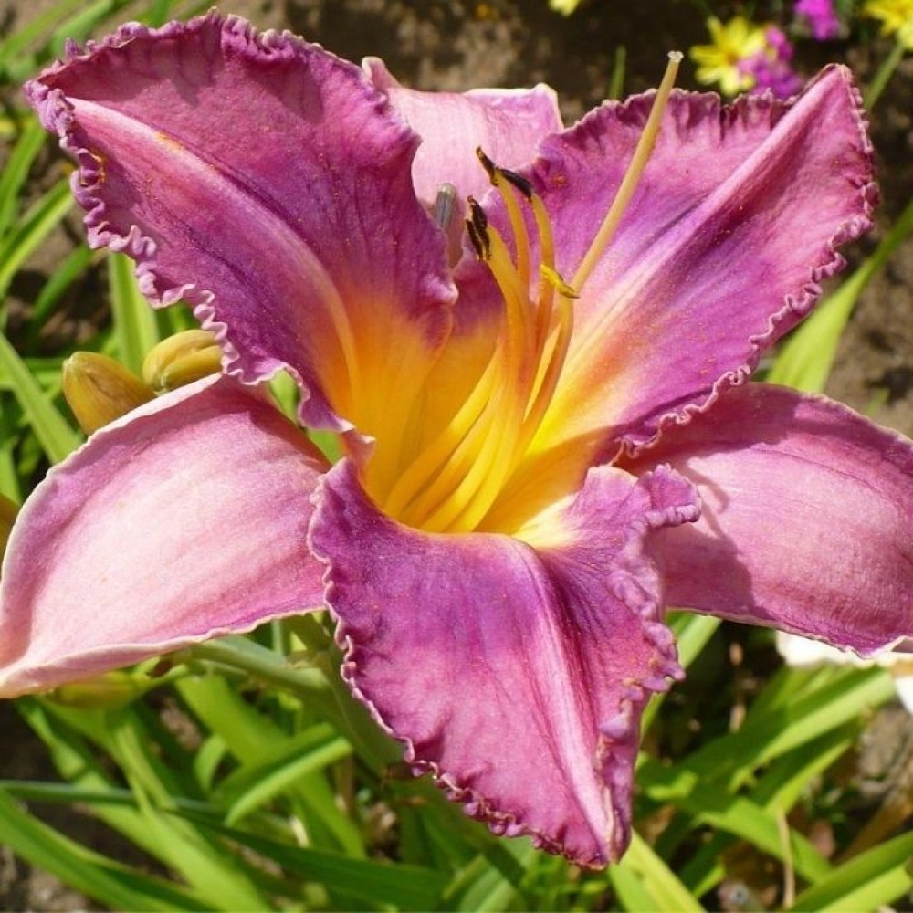 Hemerocallis / Viendienė CHICAGO KNOBBY