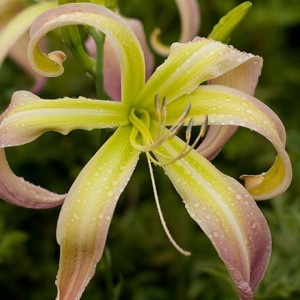 Hemerocallis / Viendienė DESERT ICICLE
