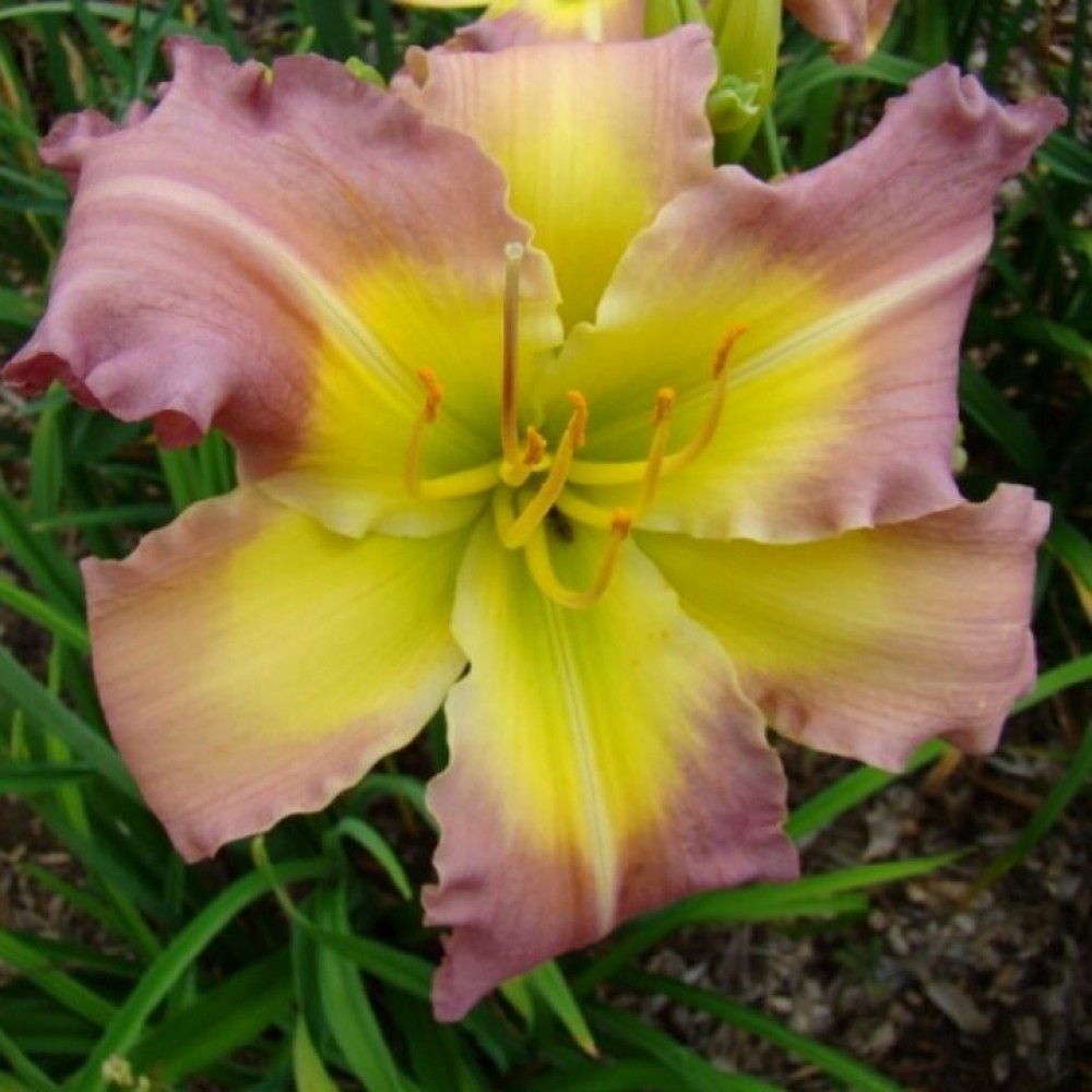 Hemerocallis / Viendienė REGENCY HEIGHTS