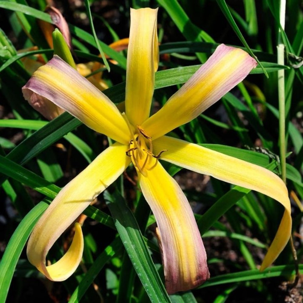 Hemerocallis / Viendienė STRING BIKINI