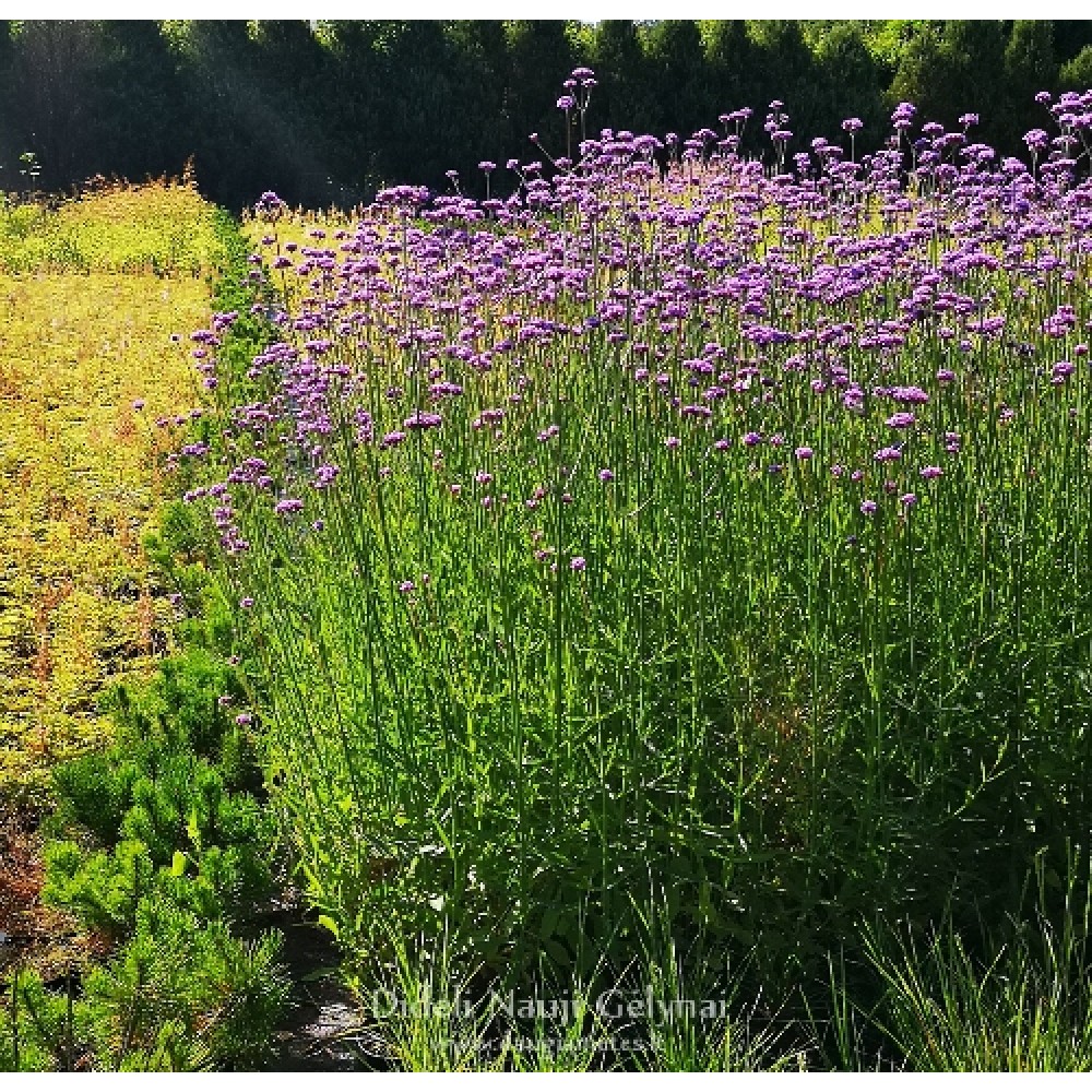 Verbena bonariensis / Potagoninė verbena