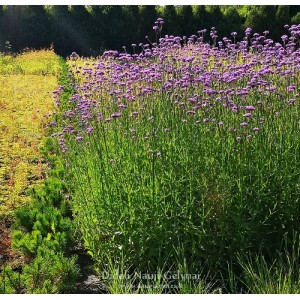 Verbena bonariensis / Potagoninė verbena
