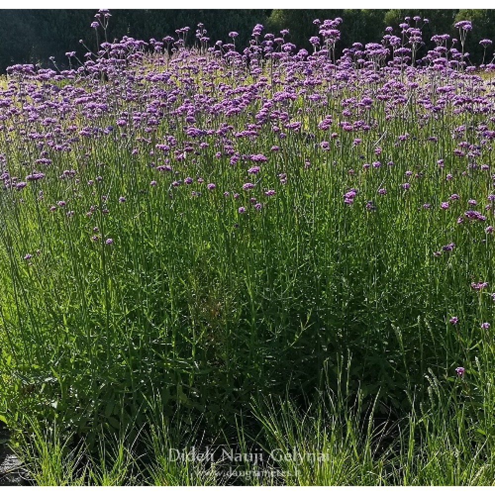 Verbena bonariensis / Potagoninė verbena