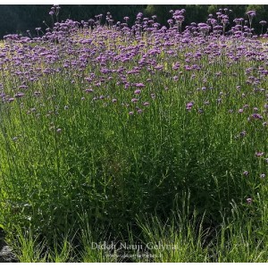 Verbena bonariensis / Potagoninė verbena