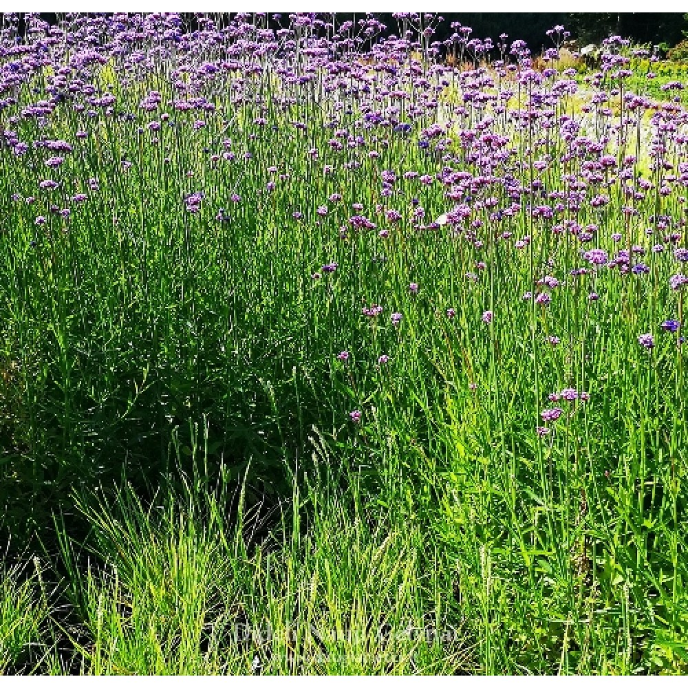 Verbena bonariensis / Potagoninė verbena