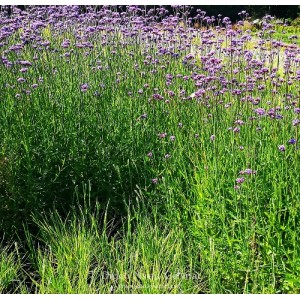 Verbena bonariensis / Potagoninė verbena