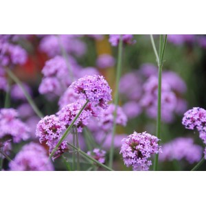 Verbena bonariensis / Patagoninė verbena LITTLE CLOUD