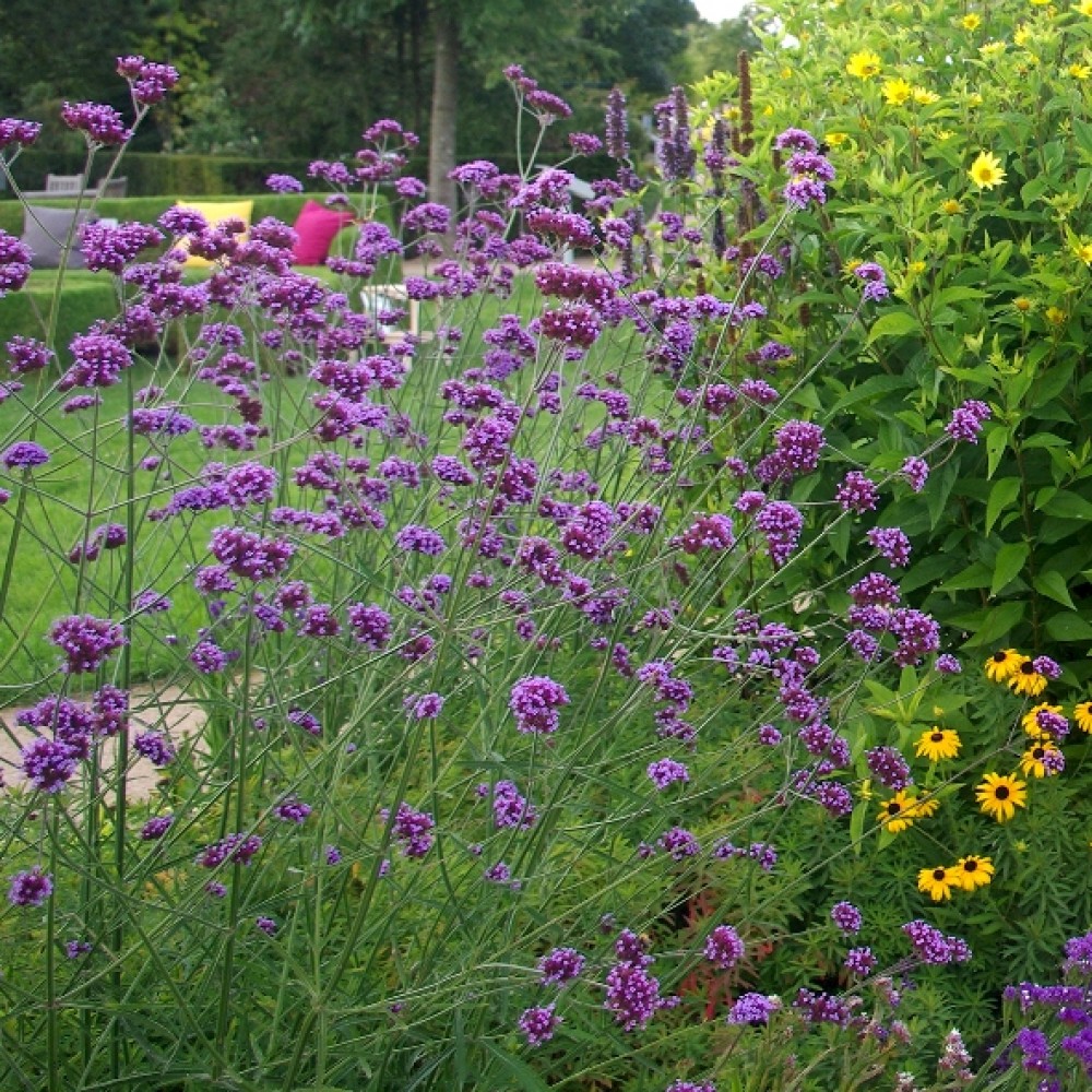Verbena bonariensis / Potagoninė verbena