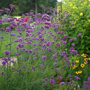 Verbena bonariensis / Potagoninė verbena
