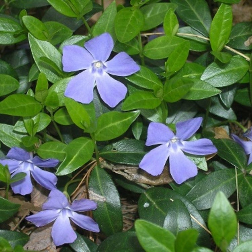 Vinca / Žiemė SENG