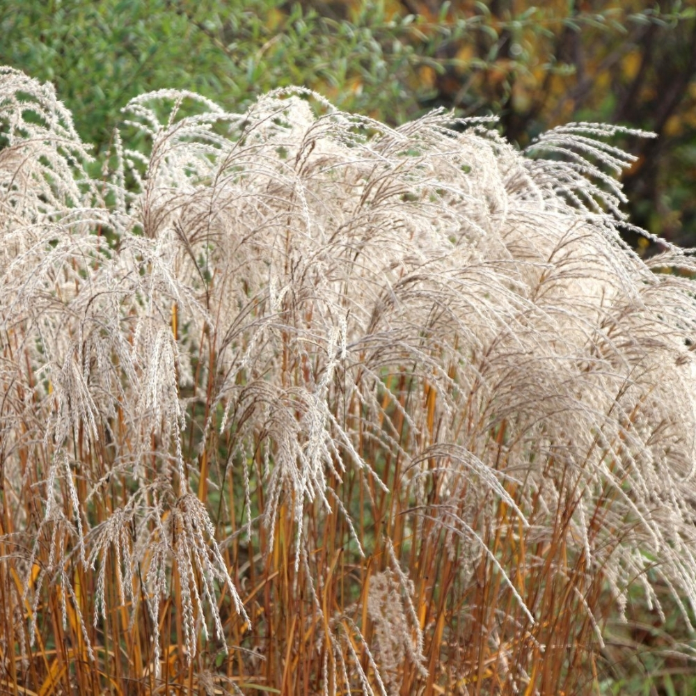 Miscanthus sinensis / Kininis miskantas 'CHAMPAGNER'