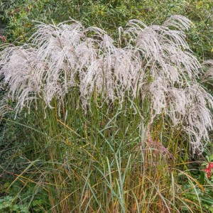 Miscanthus sinensis / Kininis miskantas 'CHAMPAGNER'