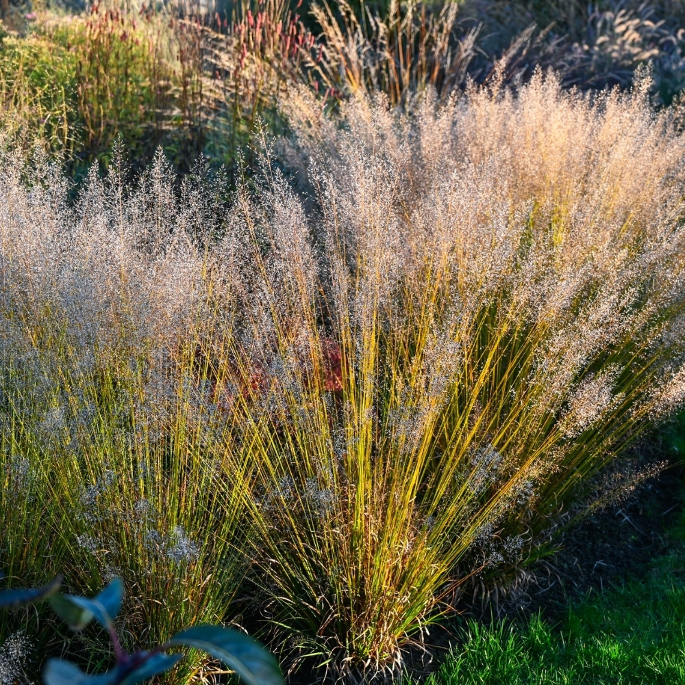 Molinia caerulea / Melsvoji melvenė 'BANSHEE'