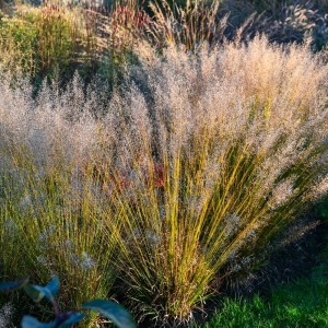 Molinia caerulea / Melsvoji melvenė 'BANSHEE'