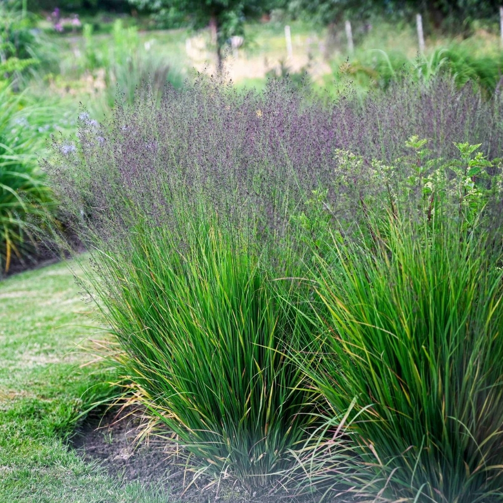 Molinia caerulea / Melsvoji melvenė 'BANSHEE'
