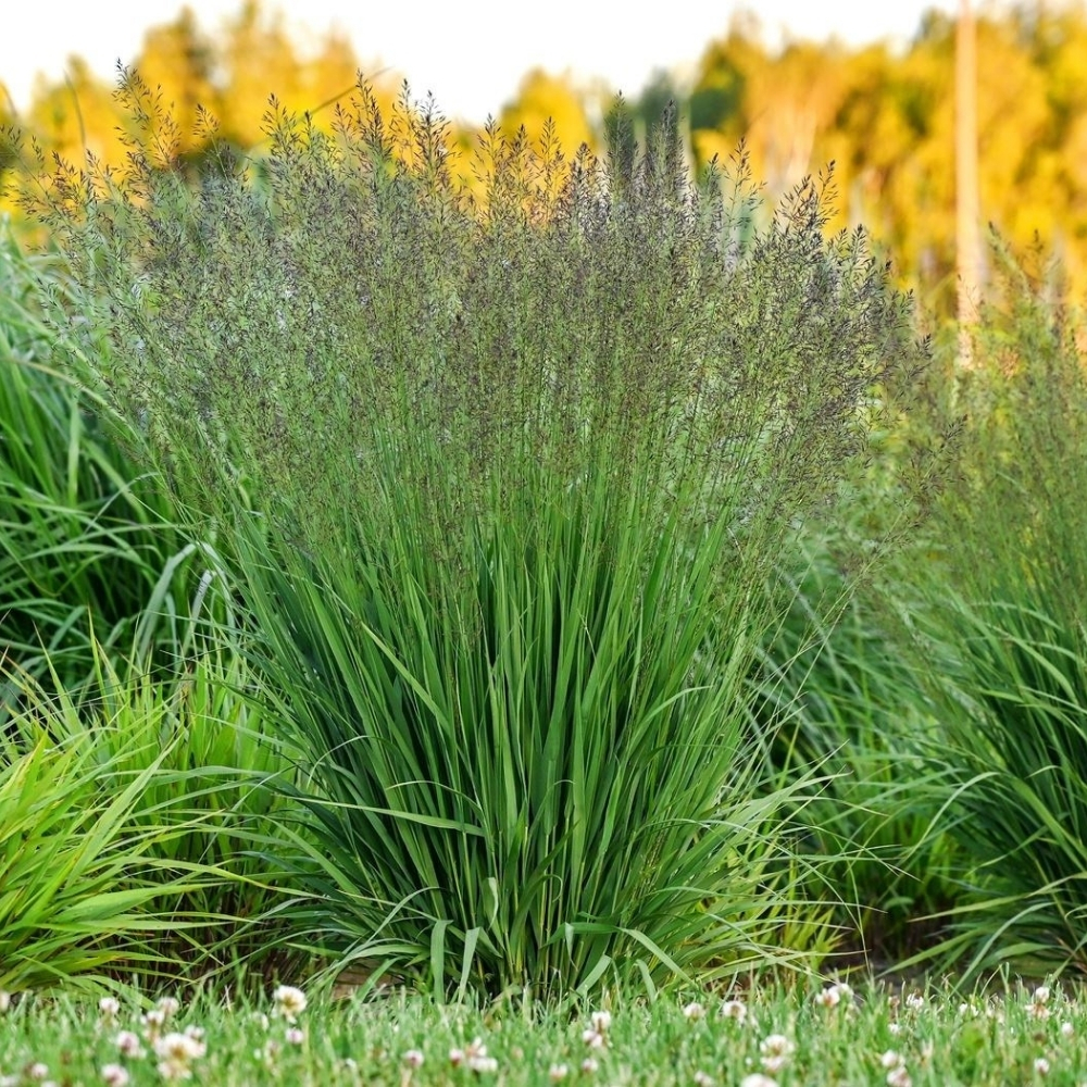 Molinia caerulea / Melsvoji melvenė 'BANSHEE'