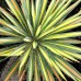 Yucca / Juka COLOR GUARD