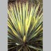 Yucca / Juka COLOR GUARD