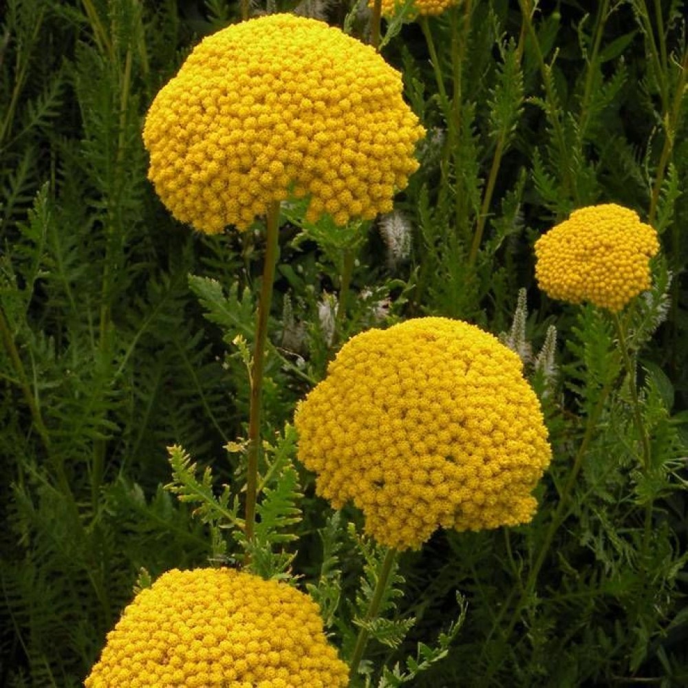 Achillea / Kraujažolė PARKERS VARIETY