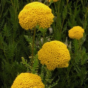 Achillea / Kraujažolė PARKERS VARIETY