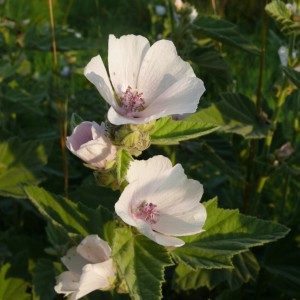 Althaea officinalis / Vaistinė svilarožė