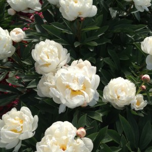 Paeonia / Bijūnas ALLAN ROGERS